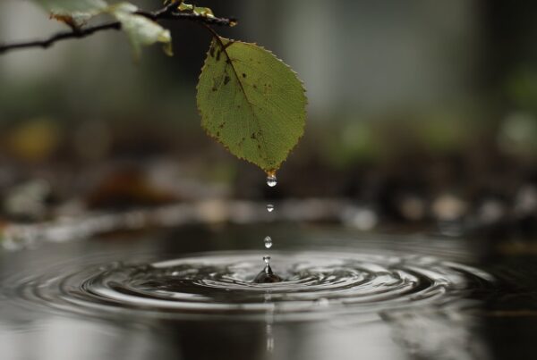 A single water droplet falls from a leaf into a calm pool, symbolizing a quiet but meaningful moment in the context of intervention in Palm Springs.