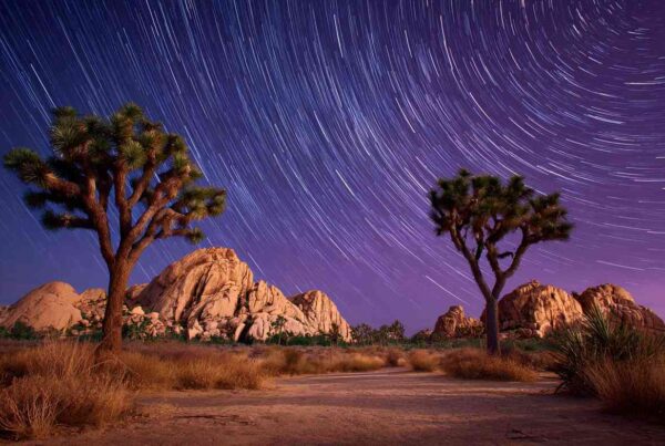 A desert night sky with star trails above Joshua trees, representing the energetic and lasting effects of stimulants, prompting the question what are stimulants.